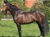 dressage horse Sweet Dream 31 (Hanoverian, 2009, from Sir Donnerhall I)