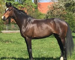 dressage horse Sweet Dream 31 (Hanoverian, 2009, from Sir Donnerhall I)