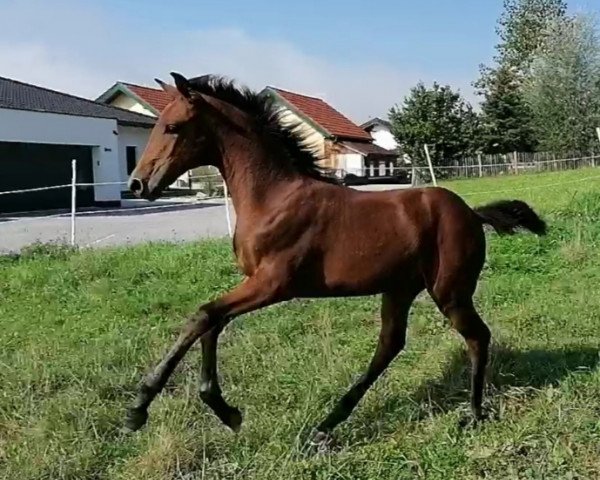 dressage horse Sommerliebe (German Warmblood, 2020, from Vaderland OLD)