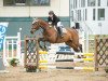 dressage horse Winston 394 (KWPN (Royal Dutch Sporthorse), 2003, from Equador)