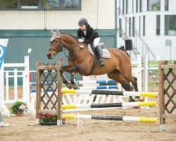 dressage horse Winston 394 (KWPN (Royal Dutch Sporthorse), 2003, from Equador)