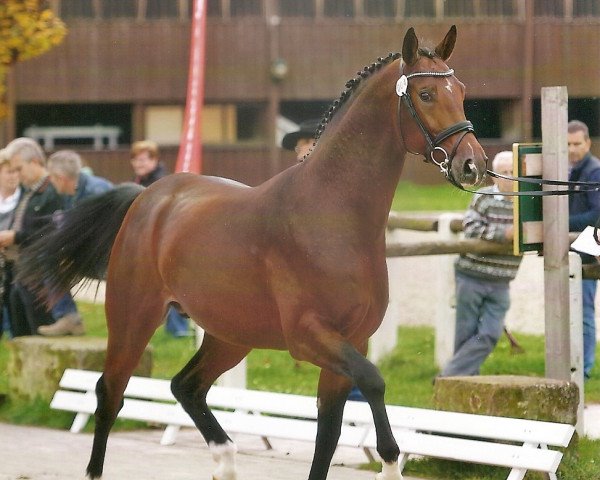 dressage horse Sanfter Engel (Oldenburg, 2012, from San Amour I)