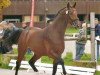 dressage horse Sanfter Engel (Oldenburg, 2012, from San Amour I)