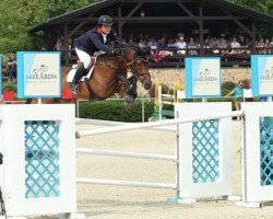 jumper Grand Cru van Paemel (Belgian Warmblood, 2006, from Cicero Z van Paemel)