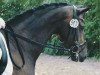 dressage horse Jelly Bean M (Rhinelander, 2011, from Jazz Rubin)