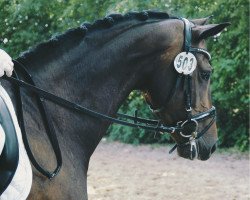 dressage horse Jelly Bean M (Rhinelander, 2011, from Jazz Rubin)