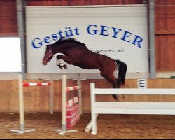 jumper Cassin (Bavarian, 2009, from Cassin 2)