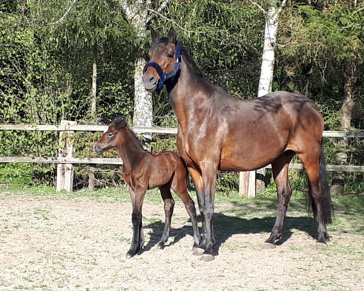 broodmare Zalaska (Holsteiner, 2007, from Clearway)