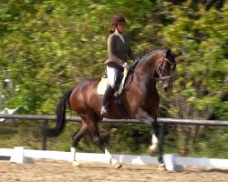 dressage horse Fidibus L (Oldenburg, 2012, from Foundation 2)