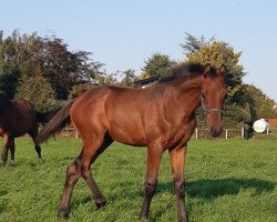 jumper Hengst von Castle Creek / Uriko (Holsteiner, 2020, from Castle Creek)