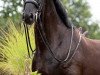 dressage horse Qiyal (Hanoverian, 2012, from Quaterhall)