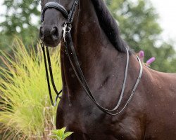 dressage horse Qiyal (Hanoverian, 2012, from Quaterhall)