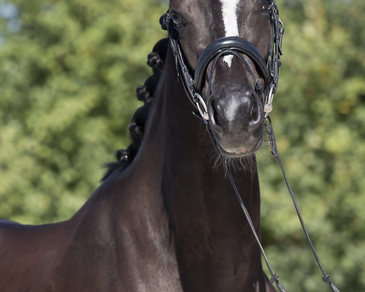 dressage horse KWINZIE'S-ZYMFONY (KWPN (Royal Dutch Sporthorse), 2015, from Everdale)