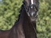 dressage horse Kwinzie's - Zymfony (KWPN (Royal Dutch Sporthorse), 2015, from Everdale)