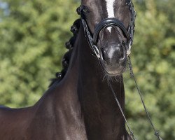 dressage horse Kwinzie's - Zymfony (KWPN (Royal Dutch Sporthorse), 2015, from Everdale)