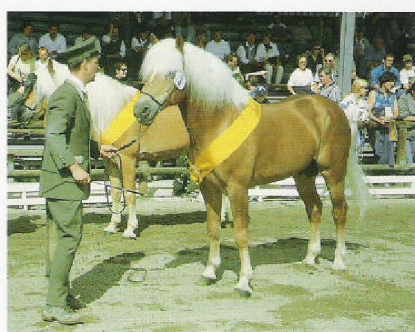 stallion 1338 Afghan II (Haflinger, 1980, from liz. Afghan)
