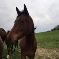 broodmare Orélie MM (Trakehner, 2017, from Duke of Hearts xx)