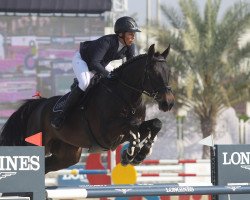 jumper H.forever Young B-Fbh (Swedish Warmblood, 2012, from Peter Pan)