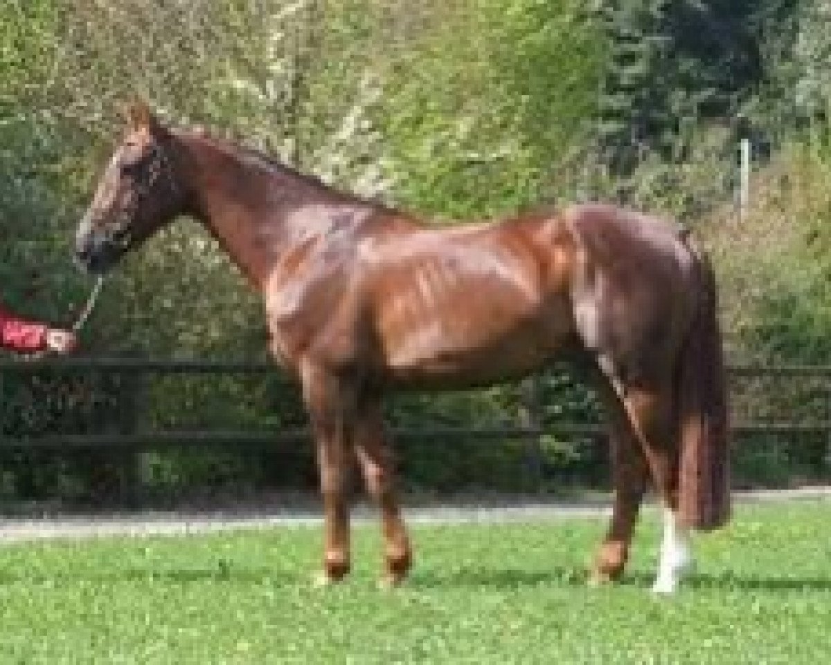 stallion Priam D Isigny (Selle Français, 2003, from Kannan)