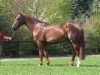 stallion Priam d'Isigny (Selle Français, 2003, from Kannan)