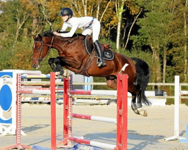 Springpferd Criss de Kergane (Selle Français, 2012, von L'Arc de Triomphe)