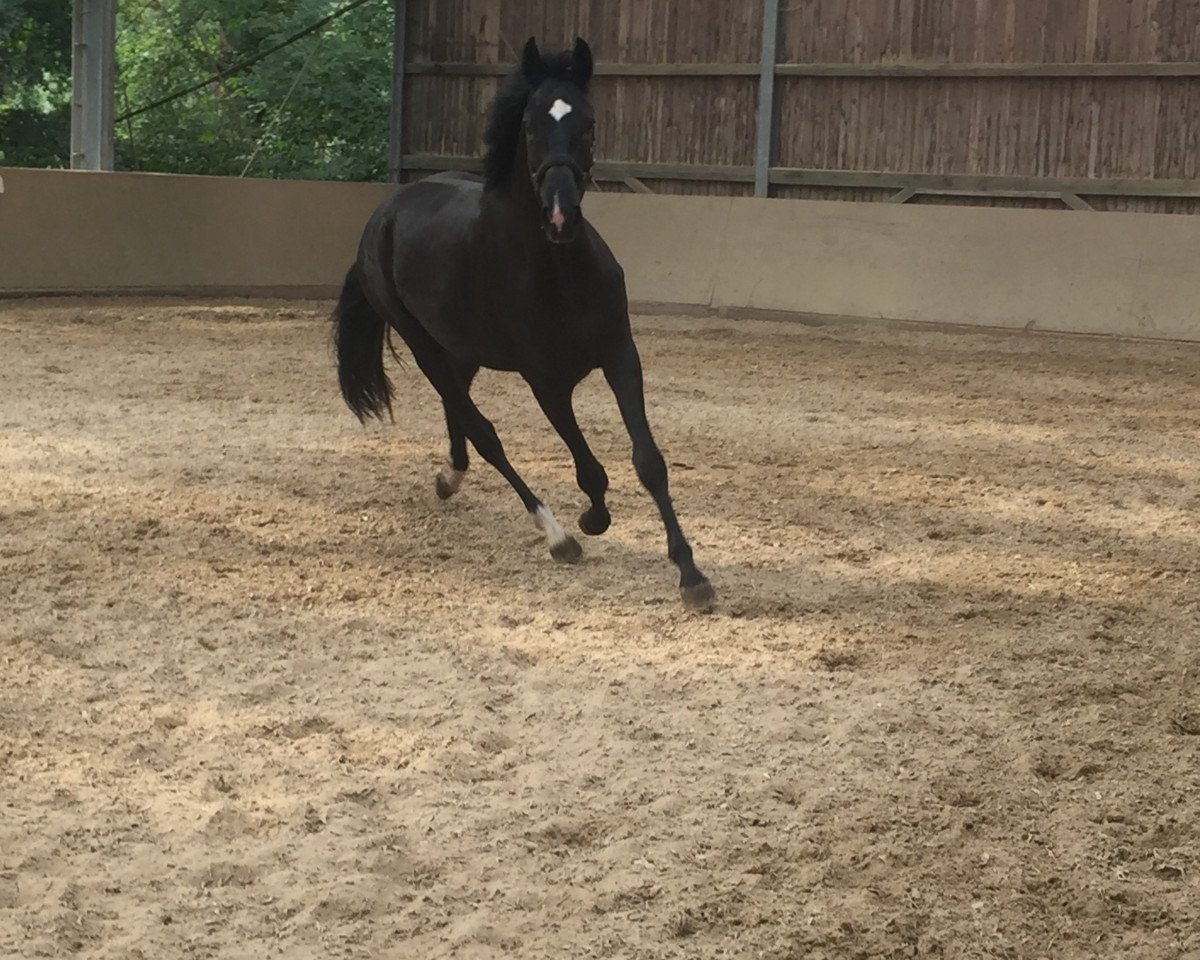 dressage horse Fantastic First Highlight (Oldenburg,  , from Fantastic Man)