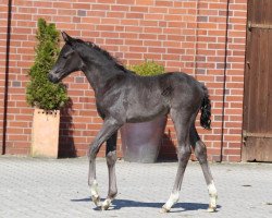 dressage horse Stute von Fürst Toto / Blue Hors Leredo (Oldenburg, 2019, from Fürst Toto)