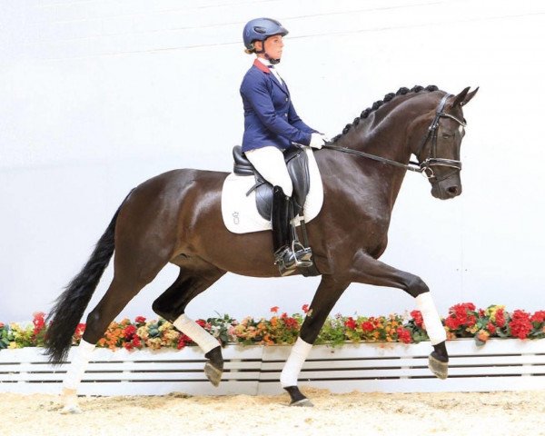 dressage horse Floyd Kandis (Oldenburg, 2013, from Fürstenball)