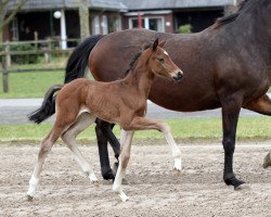 dressage horse Stute von Erdinger / Sir Donnerhall I (Hanoverian, 2018, from Erdinger)