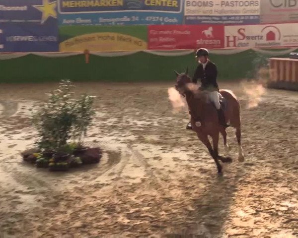 Keppelner Springpferdemeeting 2015