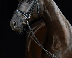 dressage horse Dacado (Hanoverian, 2013, from Don Crusador)