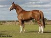 stallion Cor de Hus (Oldenburg, 2005, from Cordalme Z)