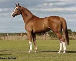 stallion Cor de Hus (Oldenburg, 2005, from Cordalme Z)