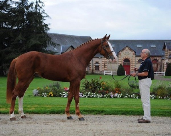 stallion Capoutchi de Kergane (Selle Français, 2012, from Hornet Rose)