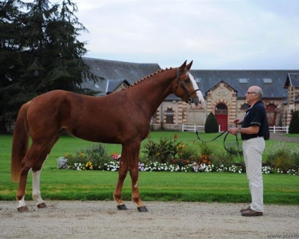 Deckhengst Capoutchi de Kergane (Selle Français, 2012, von Hornet Rose)