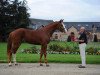 stallion Capoutchi de Kergane (Selle Français, 2012, from Hornet Rose)