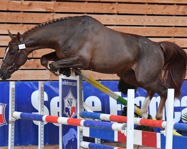 stallion Gwenndu de Kergane (Selle Français, 2016, from Capoutchi de Kergane)