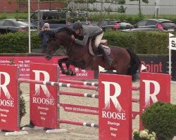 stallion Kato T Z (Zangersheide riding horse, 2012, from Kannan)