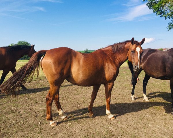 Zuchtstute Batida de Coco (Deutsches Sportpferd, 2010, von Cheval de Coeur)