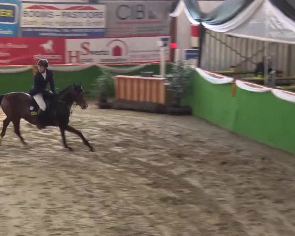 Keppelner Springpferdemeeting 2015