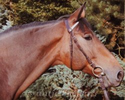 horse Alex 66 (Hessian Warmblood, 1977, from Hagedorn II)