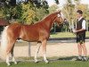 Deckhengst Star Royal (Haflinger, 2010, von Stargate-M)