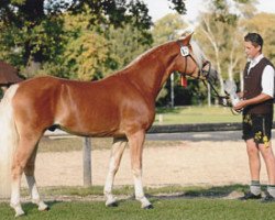 stallion Star Royal (Haflinger, 2010, from Stargate-M)