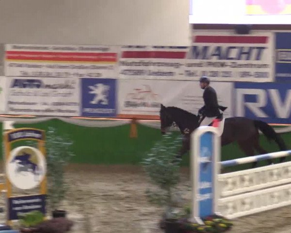 Keppelner Springpferdemeeting 2015