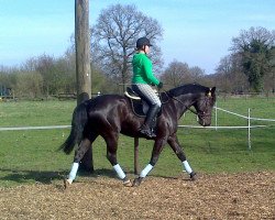 dressage horse Fritze Fröhlich (Westphalian, 2008, from Florestan I)