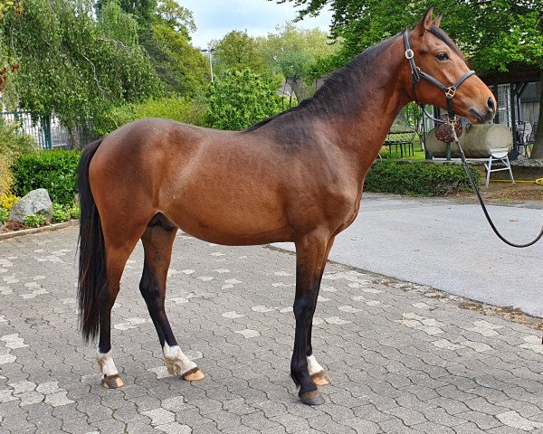 Springpferd Cocoman SE (Deutsches Reitpony, 2018, von Can Dance 3)