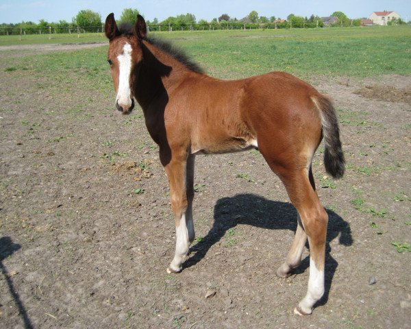 jumper Converse (Hanoverian, 2009, from Charilan)