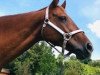 jumper Cassiopeia 104 (Hanoverian, 2008, from Contagio)