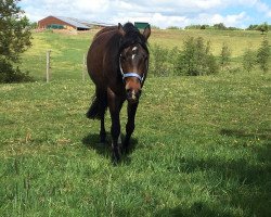 Pferd Akilah (Deutsches Reitpony, 2014, von FS Pearcy Pearson)