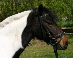 broodmare Pauline (Lewitzer, 2006, from Loverboy)